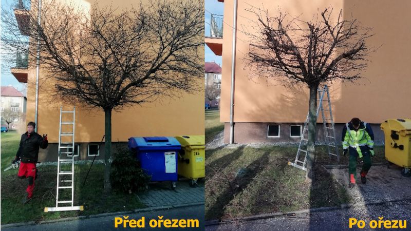 Stromy na sídlišti Kolaříkovo ve Frýdku-Místku čeká omlazující sestřih